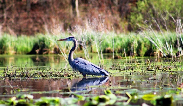 Minnesota's Wetlands Expand by 43,000 Acres Over 15 Years Despite Drought and Legal Challenges