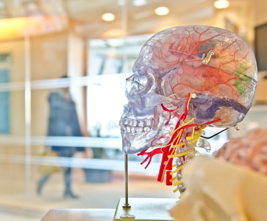 MIT Study Indicates Possible Socioeconomic Influence on Children's Brain Response to Rewards