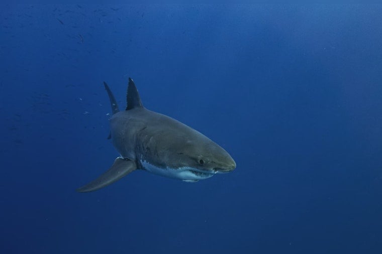 Monster of the Deep: 1,400-Pound Great White Shark 'Breton' Swims