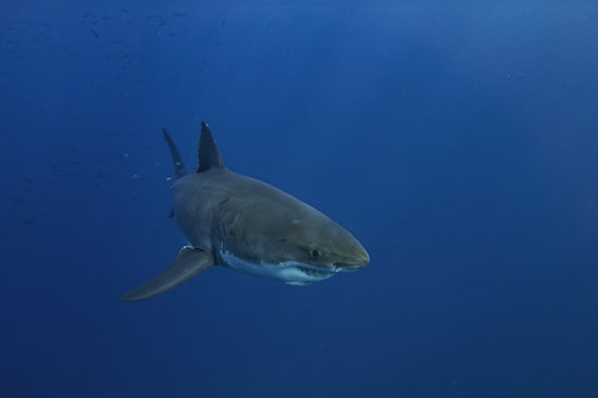 Monster of the Deep: 1,400-Pound Great White Shark 'Breton' Swims 34,000 Miles to Florida Coast