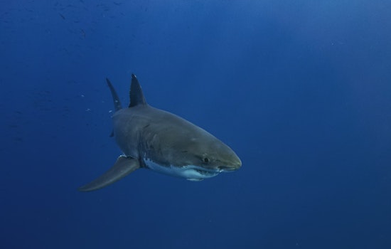 Monster of the Deep: 1,400-Pound Great White Shark 'Breton' Swims 34,000 Miles to Florida Coast