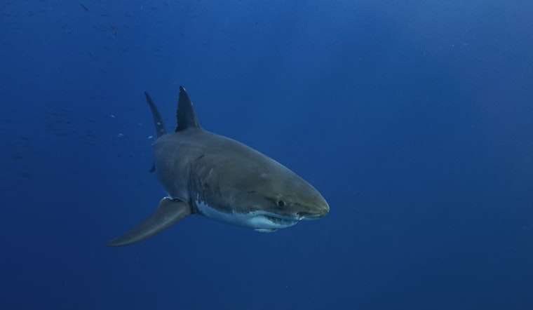 Monster of the Deep: 1,400-Pound Great White Shark 'Breton' Swims 34,000 Miles to Florida Coast