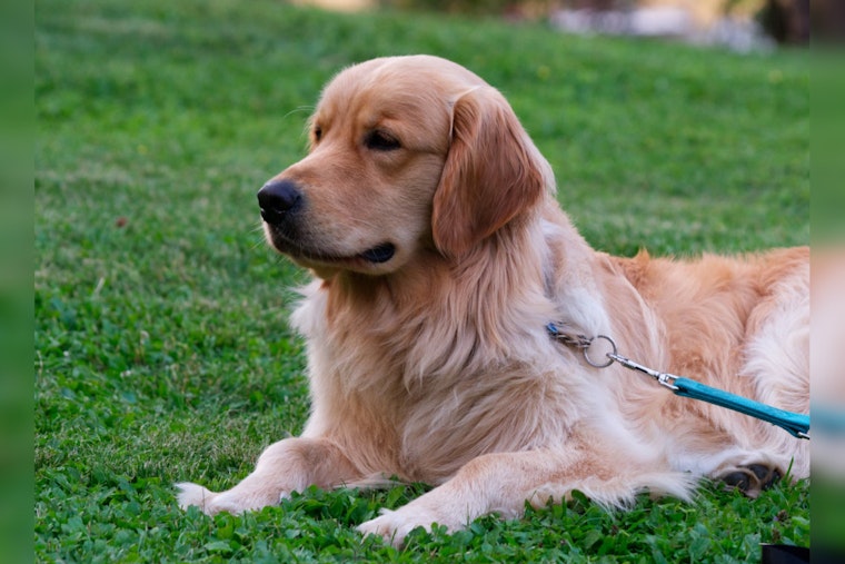 MSPCA and Brookline Animal Control Seek Owner of Severely Neglected Golden Retriever-Mix