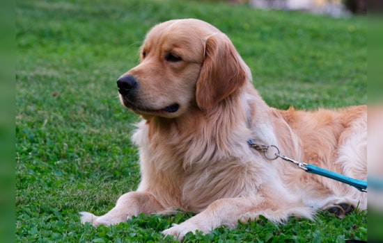 MSPCA and Brookline Animal Control Seek Owner of Severely Neglected Golden Retriever-Mix