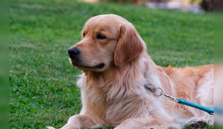MSPCA and Brookline Animal Control Seek Owner of Severely Neglected Golden Retriever-Mix