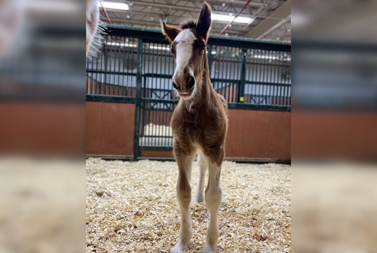 New Budweiser Clydesdale Colt Born in Boonville Poised for Future Stardom