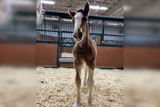New Budweiser Clydesdale Colt Born in Boonville Poised for Future Stardom