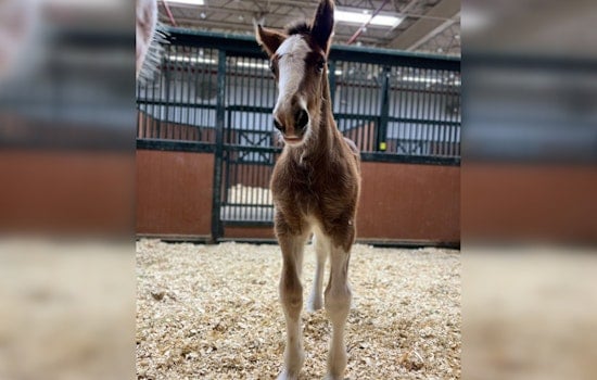 New Budweiser Clydesdale Colt Born in Boonville Poised for Future Stardom