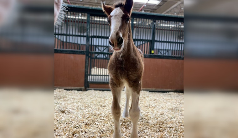 New Budweiser Clydesdale Colt Born in Boonville Poised for Future Stardom