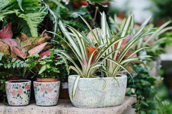New York Plant Enthusiasts Urged to Hold Off on Gardening Post-Freeze