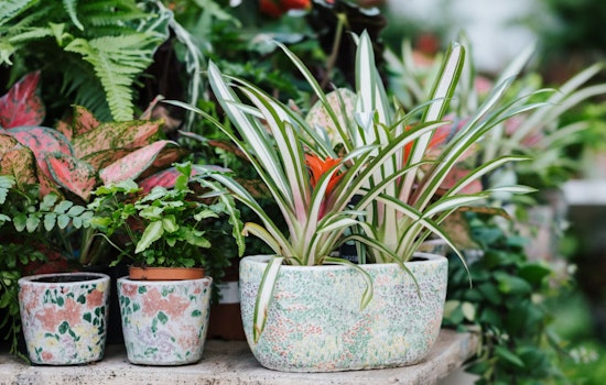 New York Plant Enthusiasts Urged to Hold Off on Gardening Post-Freeze