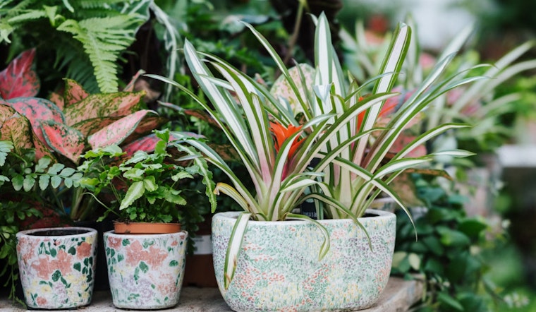 New York Plant Enthusiasts Urged to Hold Off on Gardening Post-Freeze