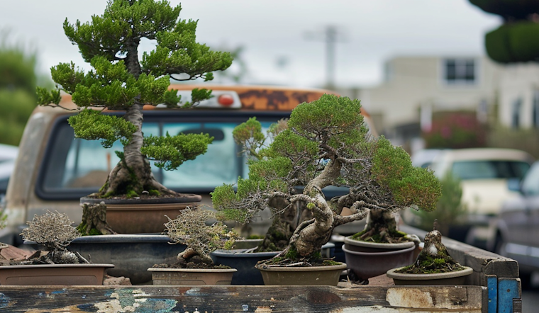 Oakland's Bonsai Garden Suffers $20,000 Loss as Thieves Heist Priceless Miniature Trees