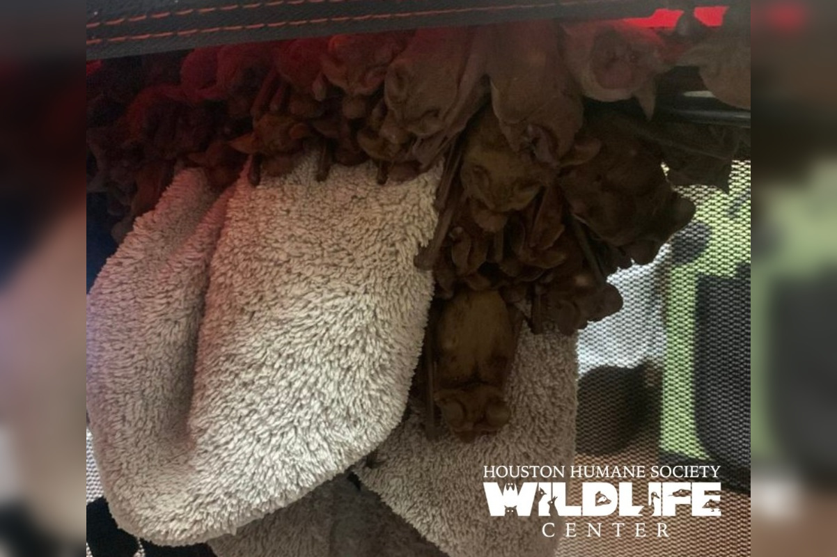 Over 1,000 Bats Rescued in Houston Amid Arctic Blast by Valiant