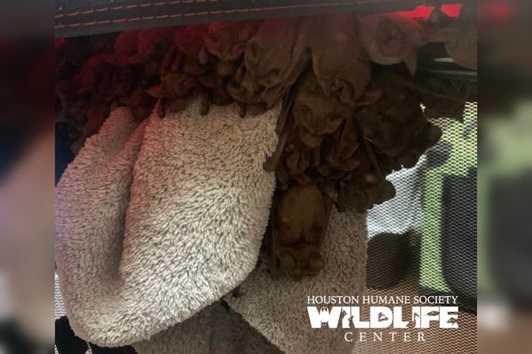 Over 1,000 Bats Rescued in Houston Amid Arctic Blast by Valiant Wildlife Teams