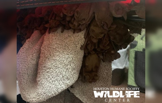 Over 1,000 Bats Rescued in Houston Amid Arctic Blast by Valiant Wildlife Teams