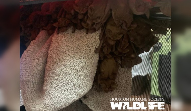 Over 1,000 Bats Rescued in Houston Amid Arctic Blast by Valiant Wildlife Teams