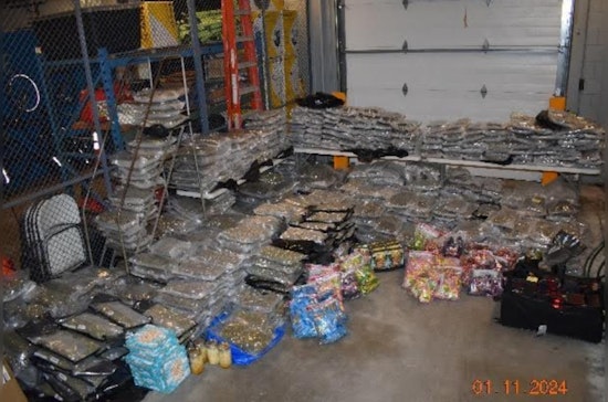 Over 760 Pounds of Marijuana Seized in Randolph Bust, Two Braintree Residents Charged