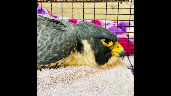 Palo Alto Officer Plays Unlikely Hero to Injured Peregrine Falcon at Stanford University