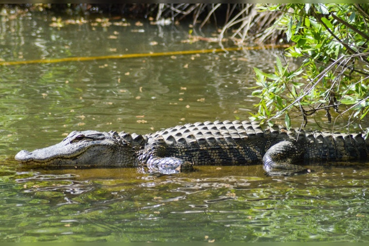Pembroke Pines Woman Clashes With Alligator to Save Her Rottweiler, Calls for Reptile's Relocation