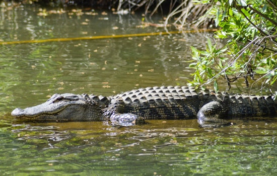 Pembroke Pines Woman Clashes With Alligator to Save Her Rottweiler, Calls for Reptile's Relocation