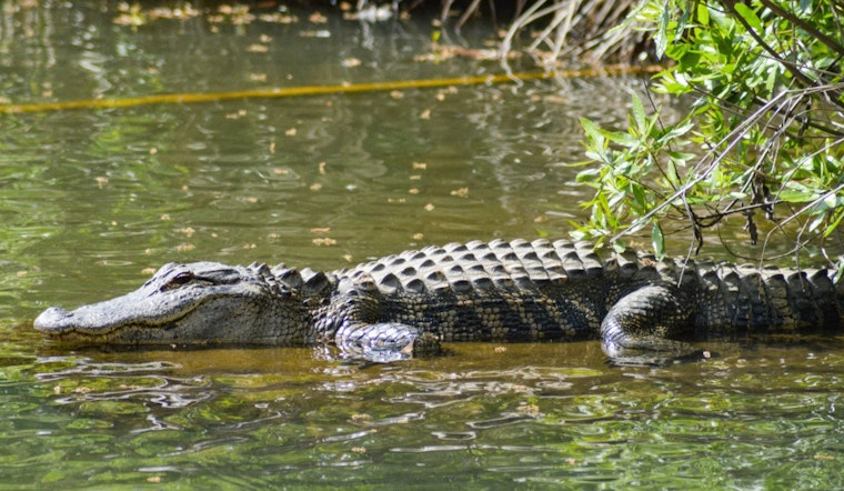 Pembroke Pines Woman Clashes With Alligator to Save Her Rottweiler, Calls for Reptile's Relocation