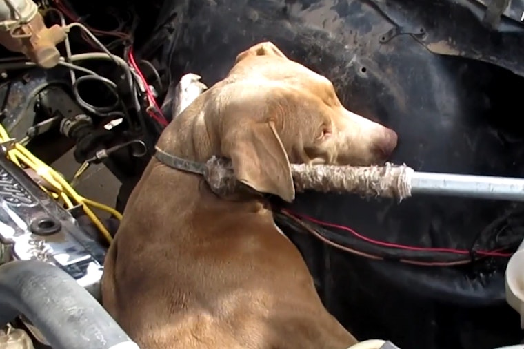 Phoenix Pooch 'Nova' Seeks Forever Home After Daring Rescue from '67 Chevy Nova Engine