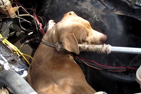 Phoenix Pooch 'Nova' Seeks Forever Home After Daring Rescue from '67 Chevy Nova Engine