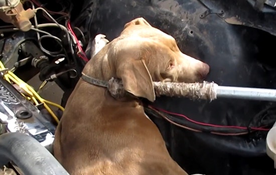 Phoenix Pooch 'Nova' Seeks Forever Home After Daring Rescue from '67 Chevy Nova Engine