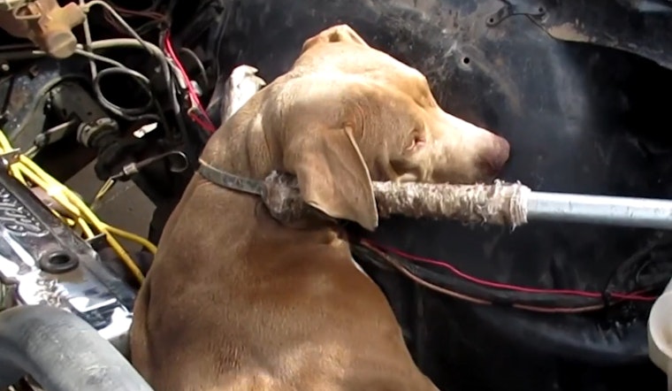 Phoenix Pooch 'Nova' Seeks Forever Home After Daring Rescue from '67 Chevy Nova Engine