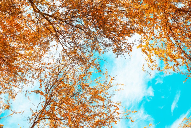 Phoenix to Enjoy a Week of Sunny Skies and Mild Temperatures, Says National Weather Service