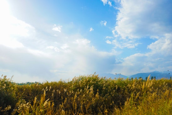 Phoenix to Revel in Sunny, Mild Week with Temps Rising to Mid-70s Ahead of M.L.King Day