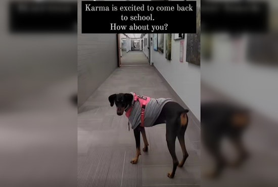 Phoenix's Great Hearts Archway Academy Enlists Therapy Dog to Aid Student Anxiety