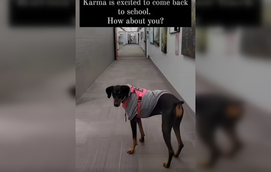 Phoenix's Great Hearts Archway Academy Enlists Therapy Dog to Aid Student Anxiety