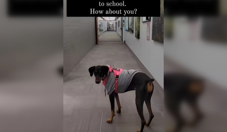 Phoenix's Great Hearts Archway Academy Enlists Therapy Dog to Aid Student Anxiety