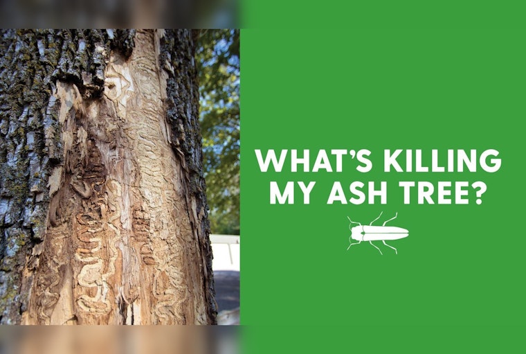 Plymouth Parks & Forestry to Educate Residents in Battle Against Emerald Ash Borer Pest