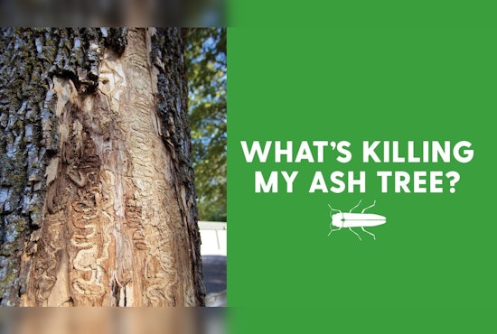 Plymouth Parks & Forestry to Educate Residents in Battle Against Emerald Ash Borer Pest
