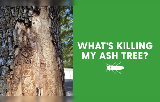 Plymouth Parks & Forestry to Educate Residents in Battle Against Emerald Ash Borer Pest