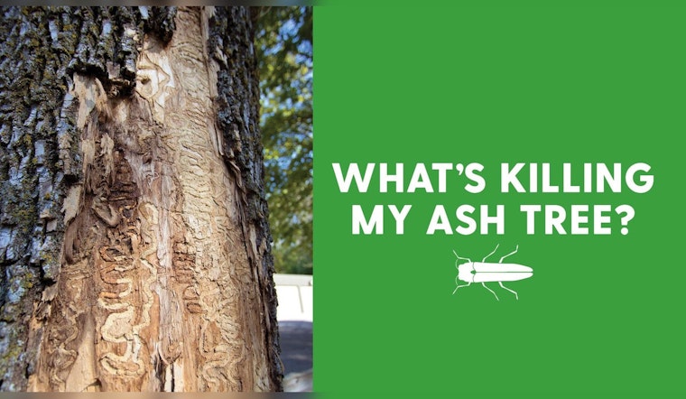 Plymouth Parks & Forestry to Educate Residents in Battle Against Emerald Ash Borer Pest