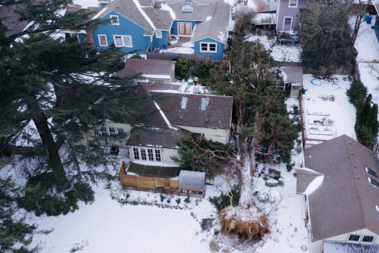 Portland Assesses Widespread Tree Damage after Severe Storms Sweep City, Leaving 9 Dead
