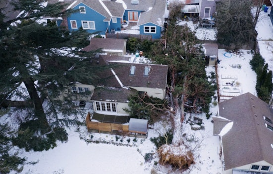 Portland Assesses Widespread Tree Damage after Severe Storms Sweep City, Leaving 9 Dead