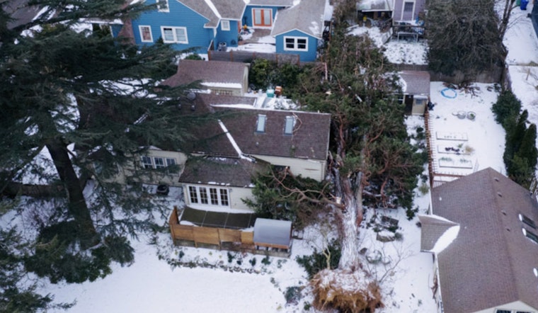Portland Assesses Widespread Tree Damage after Severe Storms Sweep City, Leaving 9 Dead