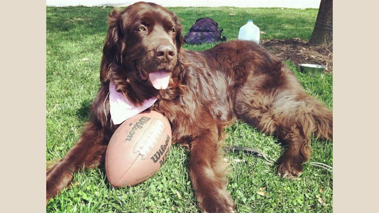 Puppy Bowl XX to Feature Record Number of Furry Athletes from Across 36 States on Super Bowl Sunday
