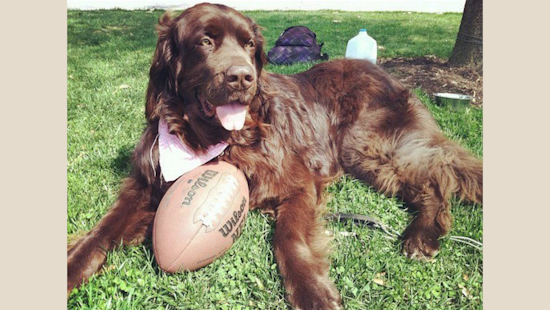Puppy Bowl XX to Feature Record Number of Furry Athletes from Across 36 States on Super Bowl Sunday