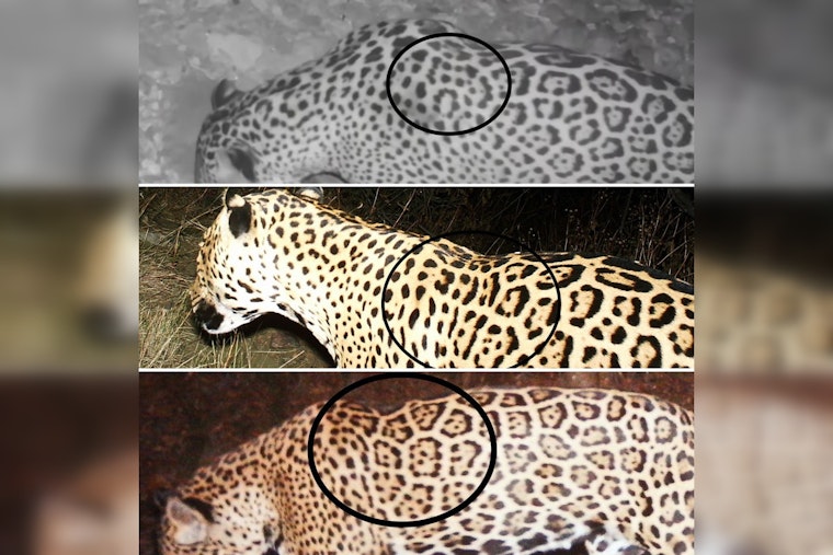 Rare Jaguar Makes Unexpected Appearance in Arizona, Marking Eighth Sighting in 30 Years