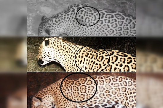 Rare Jaguar Makes Unexpected Appearance in Arizona, Marking Eighth Sighting in 30 Years