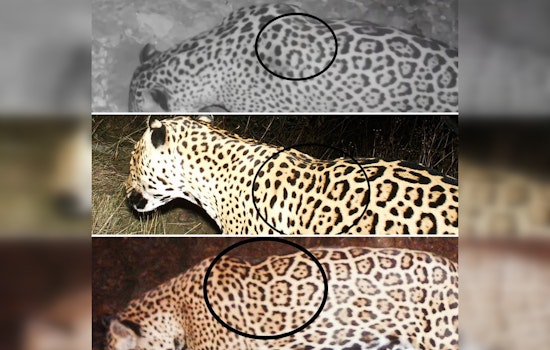 Rare Jaguar Makes Unexpected Appearance in Arizona, Marking Eighth Sighting in 30 Years