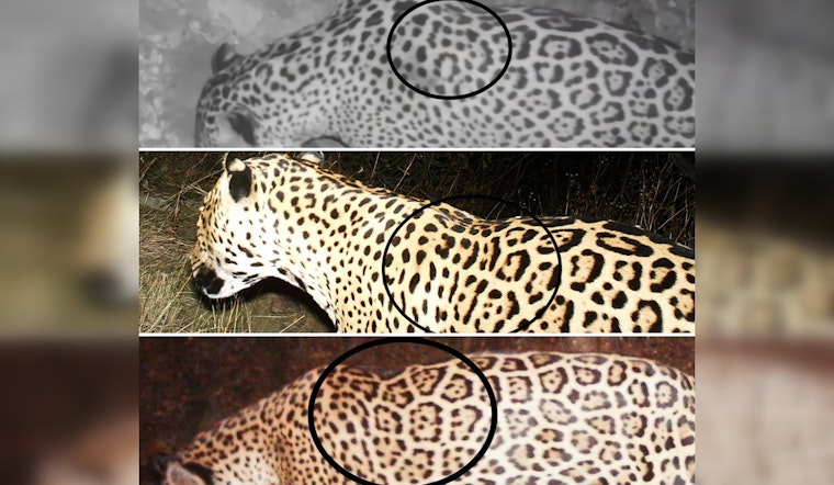 Rare Jaguar Makes Unexpected Appearance in Arizona, Marking Eighth Sighting in 30 Years
