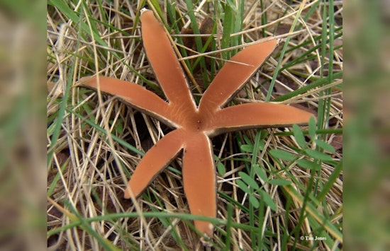 Rare Texas Star Mushrooms Hiss Their Arrival in Zilker Botanical Garden