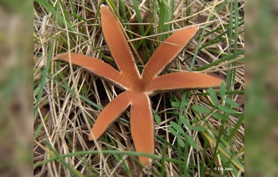 Rare Texas Star Mushrooms Hiss Their Arrival in Zilker Botanical Garden